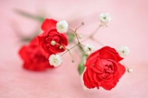 carnation