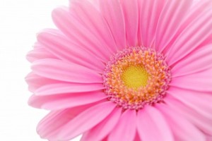 gerbera