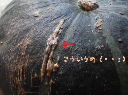 かぼちゃ 皮 かさぶた