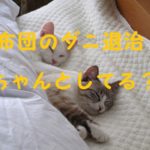 布団 ダニ退治 掃除機 かけ方