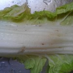 白菜 黒い斑点