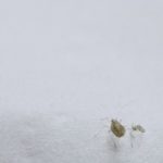 アブラムシ 害虫 益虫