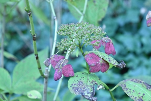 アブラムシ 植物 被害