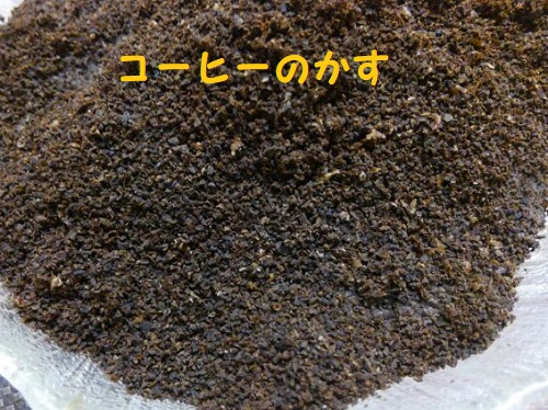 猫 糞 コーヒー