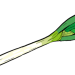 長ネギ 花