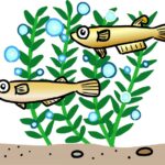 メダカ 卵 色