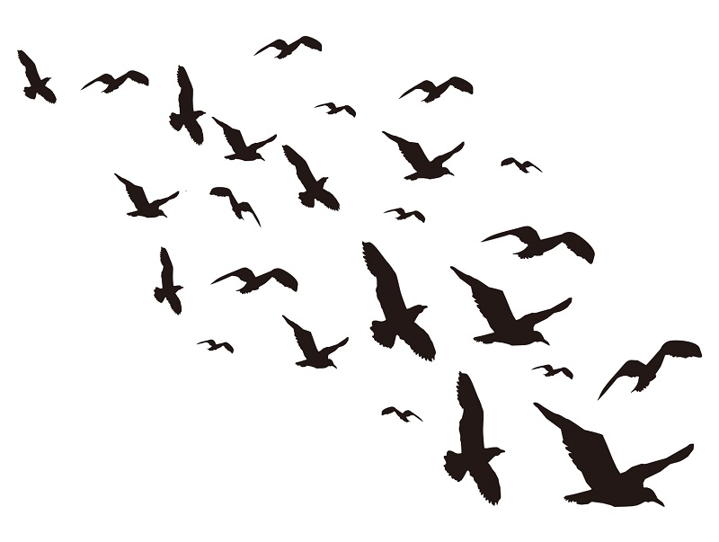 カラスが異常に鳴く 昼