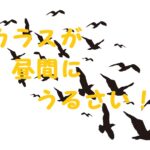 カラスが異常に鳴く 昼