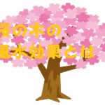 庭に桜の木 風水