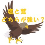 鷲と鷹どちらが強い