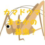 カマドウマ益虫