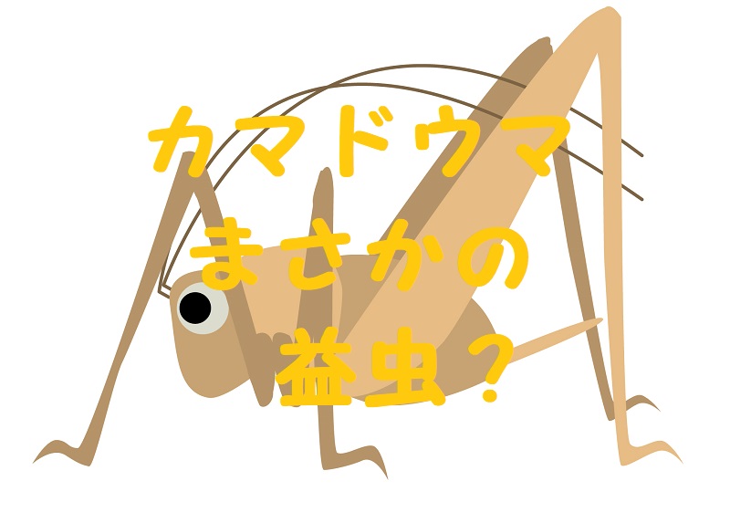 カマドウマ益虫