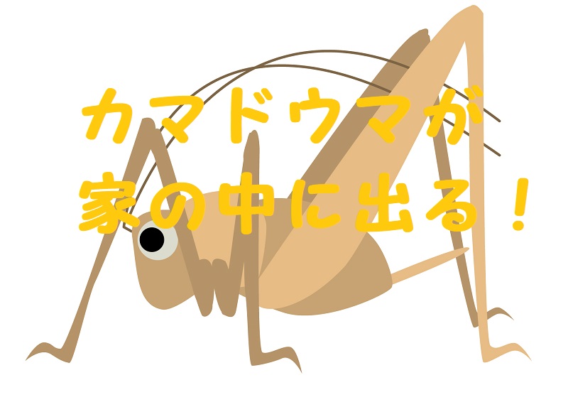 カマドウマ 家の中に出る