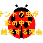 テントウムシ 家の中