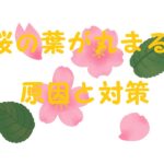 桜の葉 丸まる
