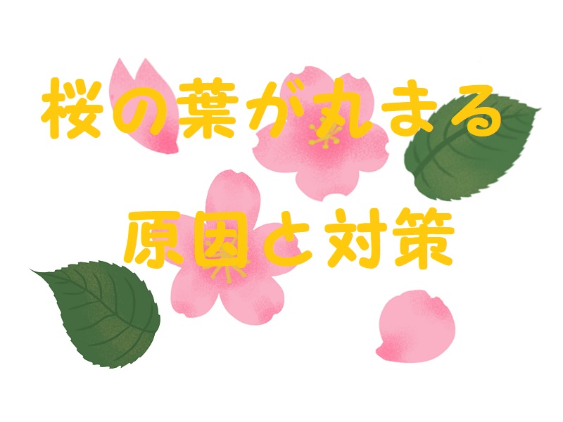 桜の葉 丸まる