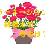 カーネーション鉢植え寿命