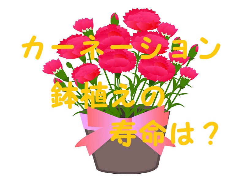 カーネーション鉢植え寿命