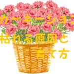 カーネーション育て方枯れる