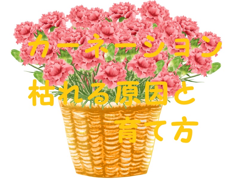 カーネーション育て方枯れる