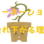 カーネーション垂れ下がる
