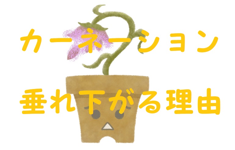 カーネーション垂れ下がる