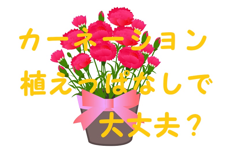 カーネーション植えっぱなし