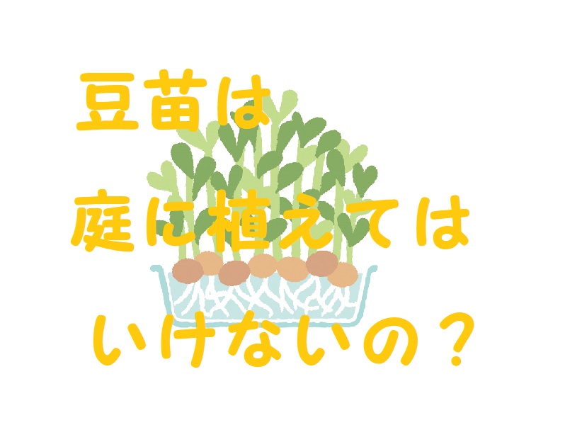 豆苗 庭に植えてはいけない