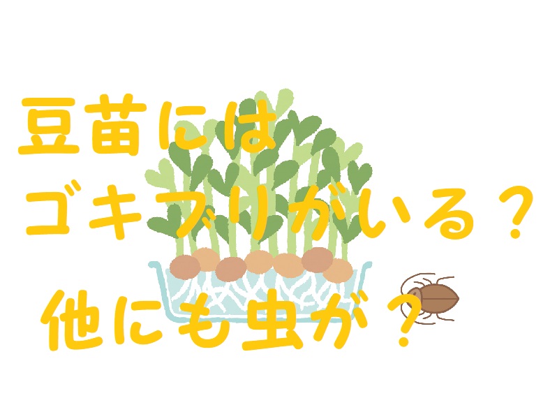 豆苗 ゴキブリ