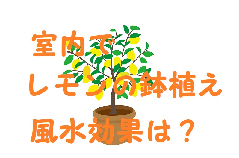レモンの木 室内 風水