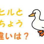 アヒルとガチョウの違い