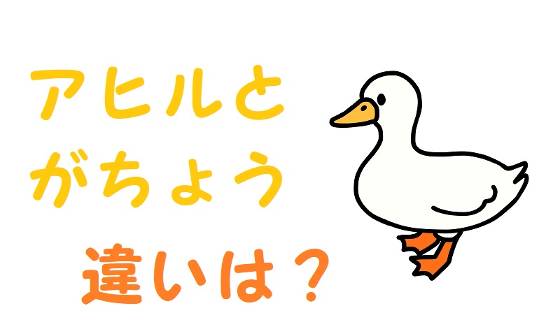 アヒルとガチョウの違い