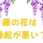 藤の花縁起が悪い