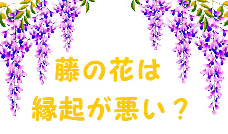 藤の花縁起が悪い