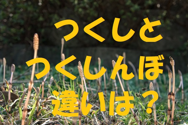 つくし つくしんぼ 違い