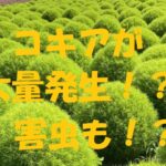 コキア 大量発生