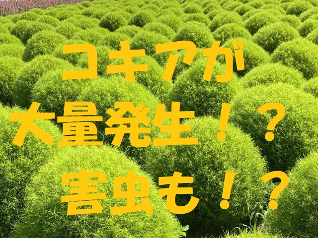 コキア 大量発生
