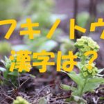 ふきのとう 漢字