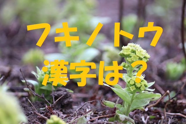 ふきのとう 漢字