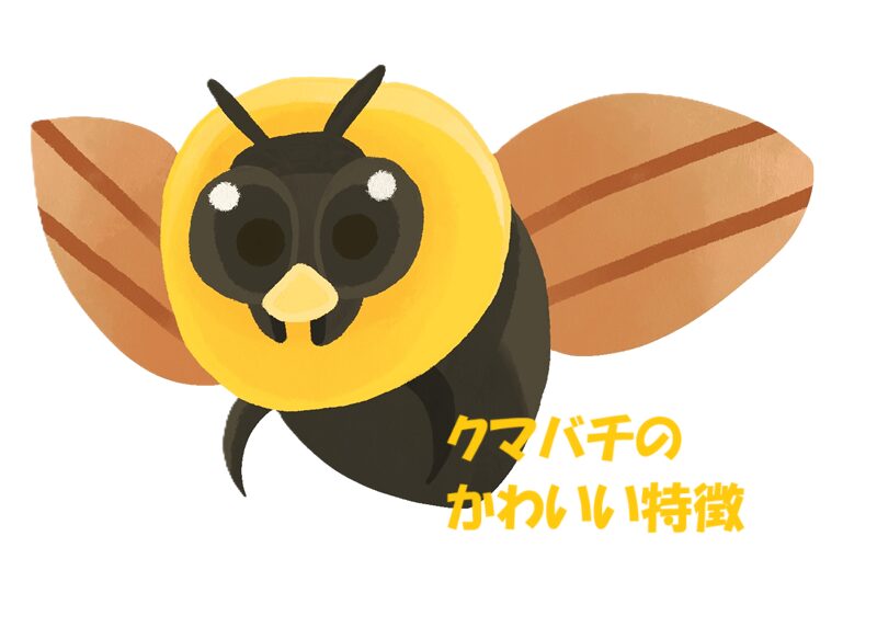 クマバチ かわいい