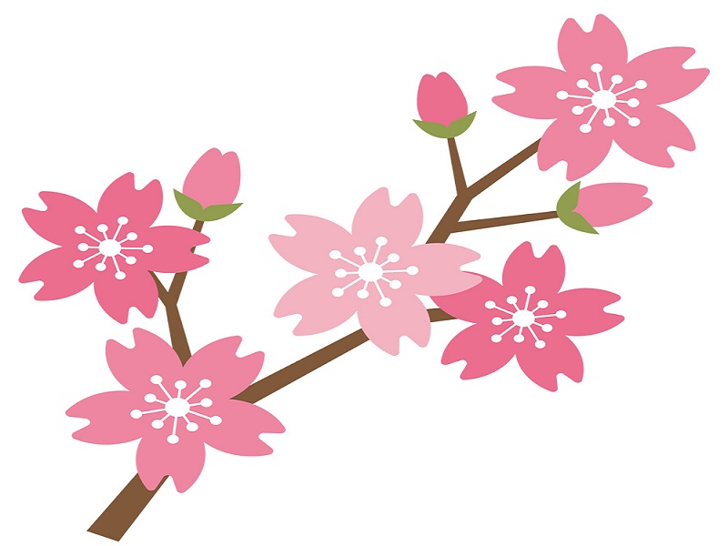 桜 花言葉