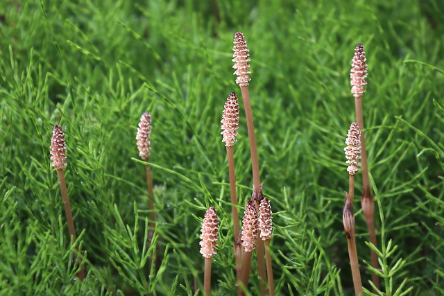 つくし つくしんぼ 違い