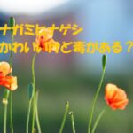 ナガミヒナゲシ 毒性