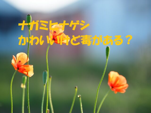 ナガミヒナゲシ 毒性