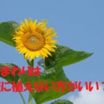 ひまわり 庭に植えてはいけない