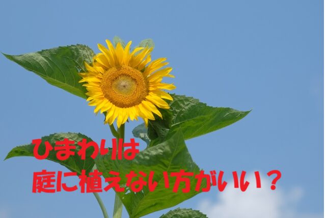 ひまわり 庭に植えてはいけない
