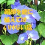 朝顔 庭に植えてはいけない