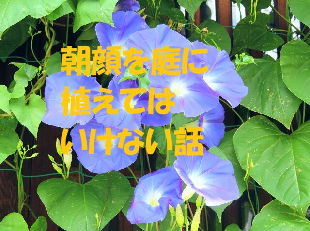 朝顔 庭に植えてはいけない
