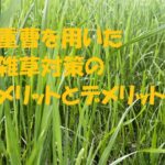 雑草対策 重曹