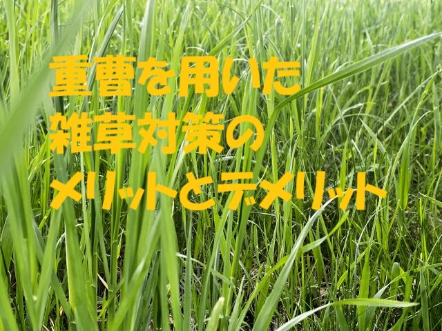 雑草対策 重曹